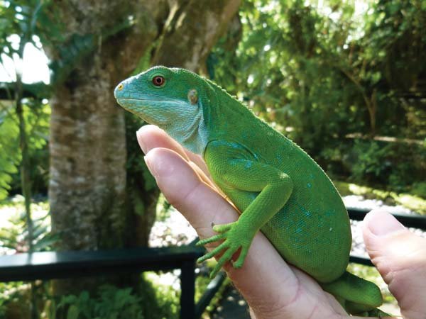 Fiji Crested Iguana