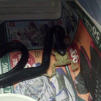 Indigo Snake Eating Frog