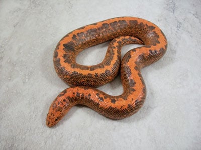 Brchoice Kenyansandboa