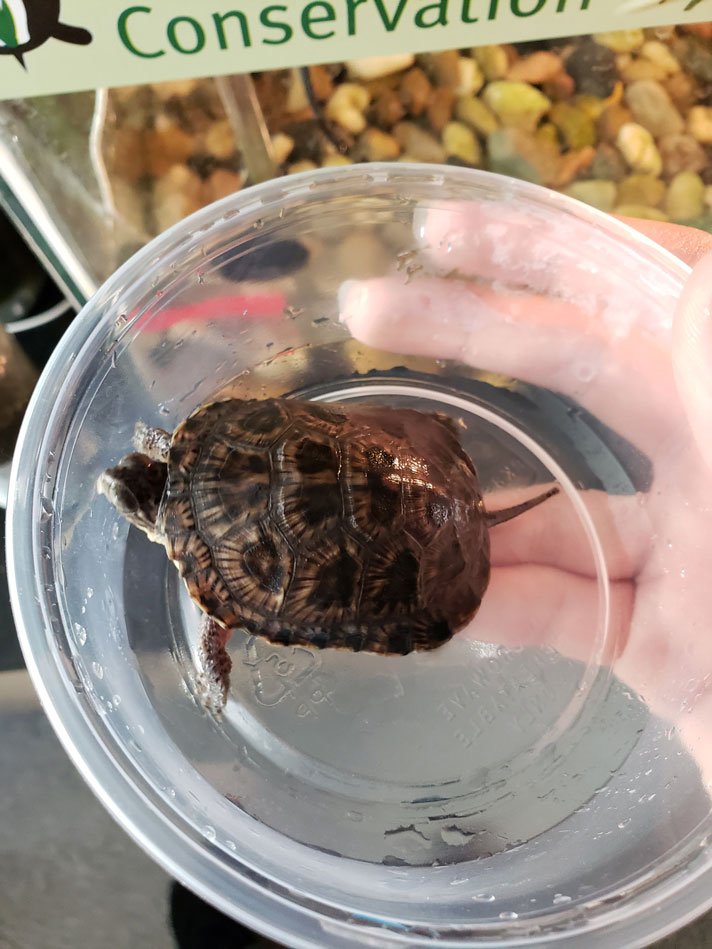 Blandings Turtle
