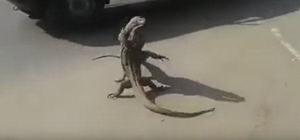Monitor Lizards Fighting