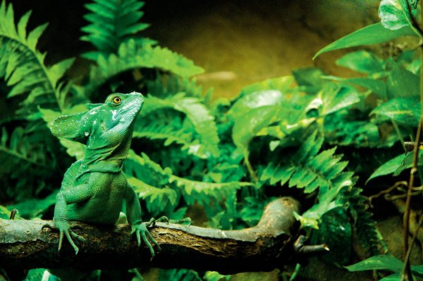 Water Dragon