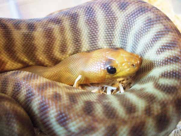 Woma8