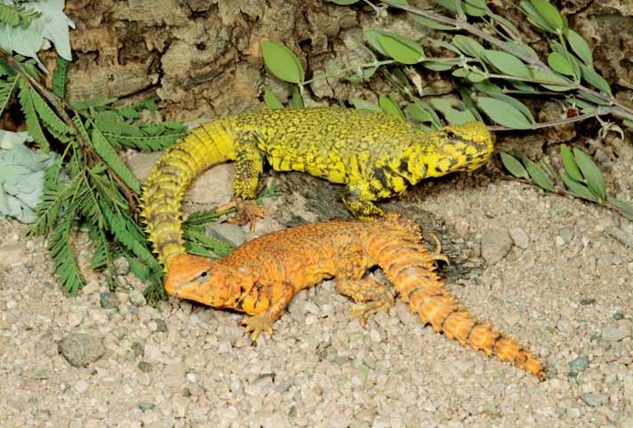 Uromastyx