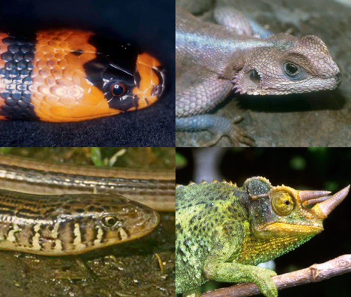 Snakes Lack External Ear