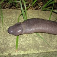 Artretochoana Eiselti192