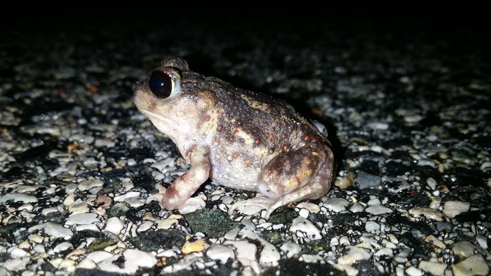 Spadefoot Toad
