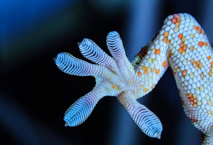 Gecko Feet
