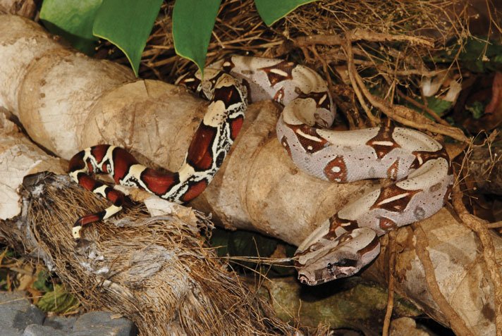 Colombian Boa