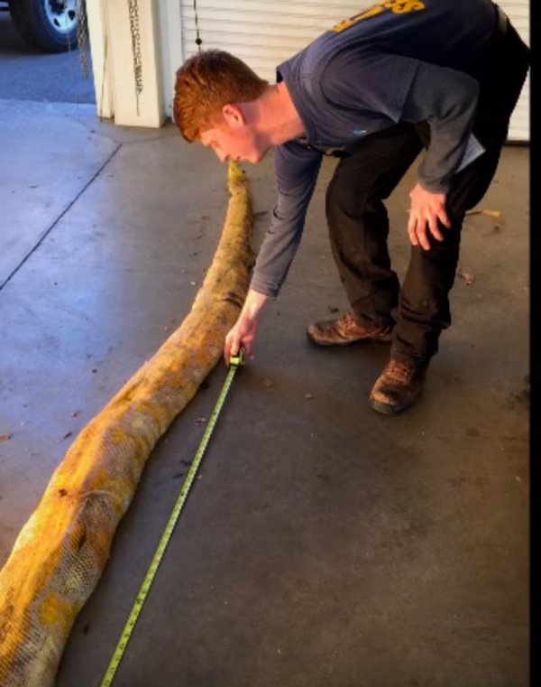 Dead Burmese Python