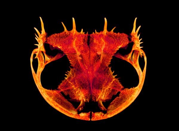 Anotheca Spinosa