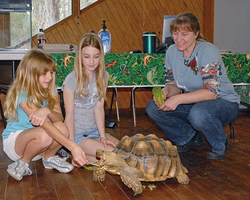 Kid Tortoise Hq 500
