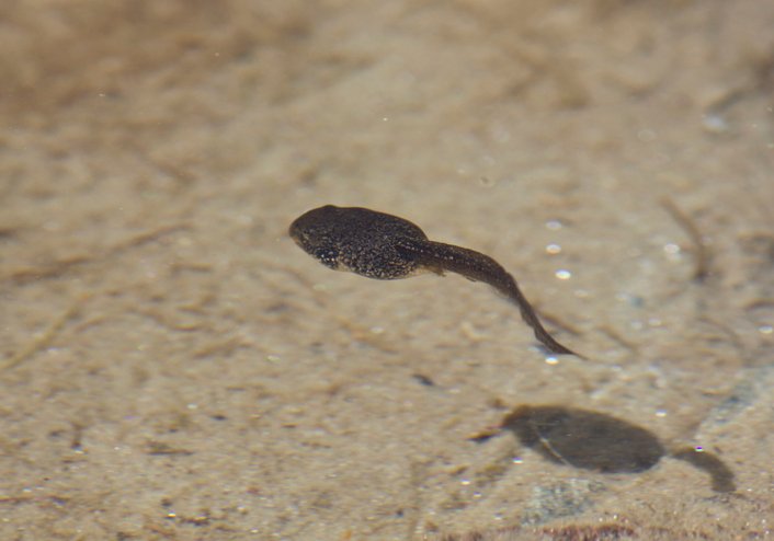 Tadpole Greta6