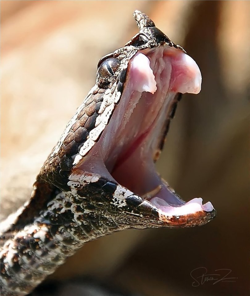 Viperaammodyytes