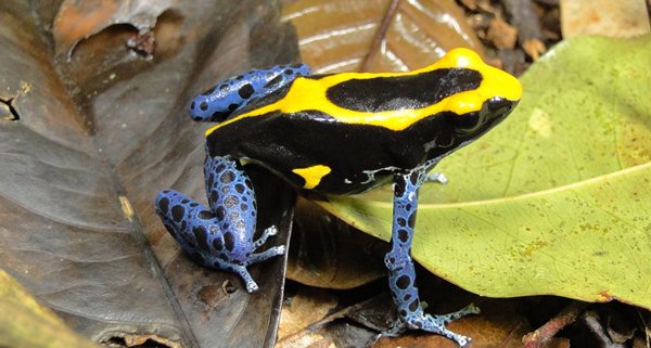 Dyeing Dart Frog Image600