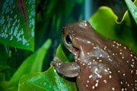 Brown Treefrog 200