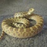 Gophersnake9