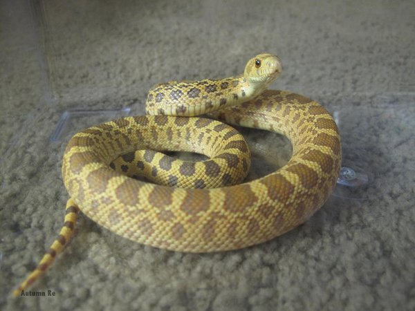 Gophersnake9