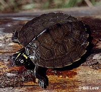 Map Turt 200