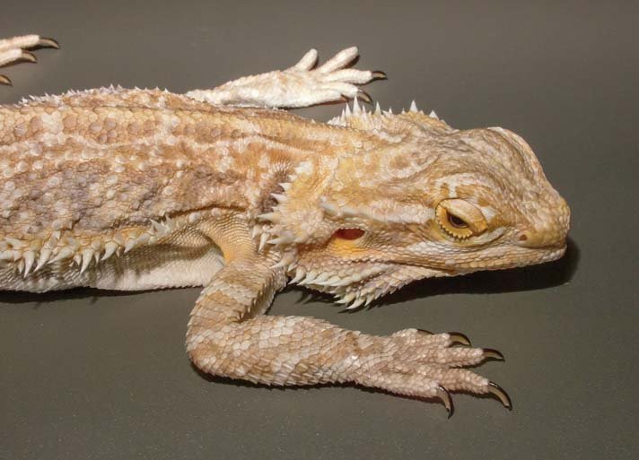 Lizard Disease1