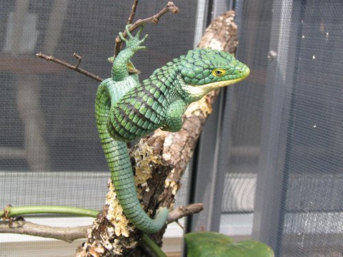 Abronia 3 500