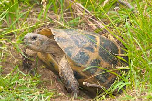 Greek Tortoise500a