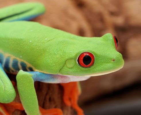 Red Eyed Treefrog498