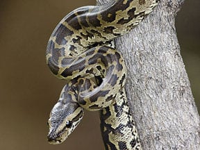 Python Natalensis
