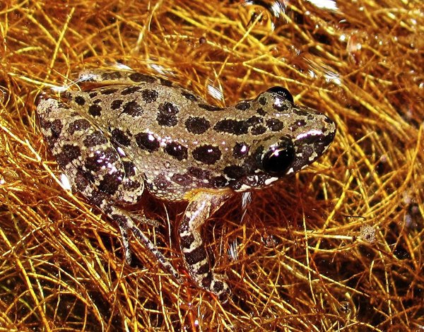 Chorus Frog Pretty