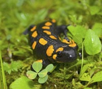 Fire Salamander200