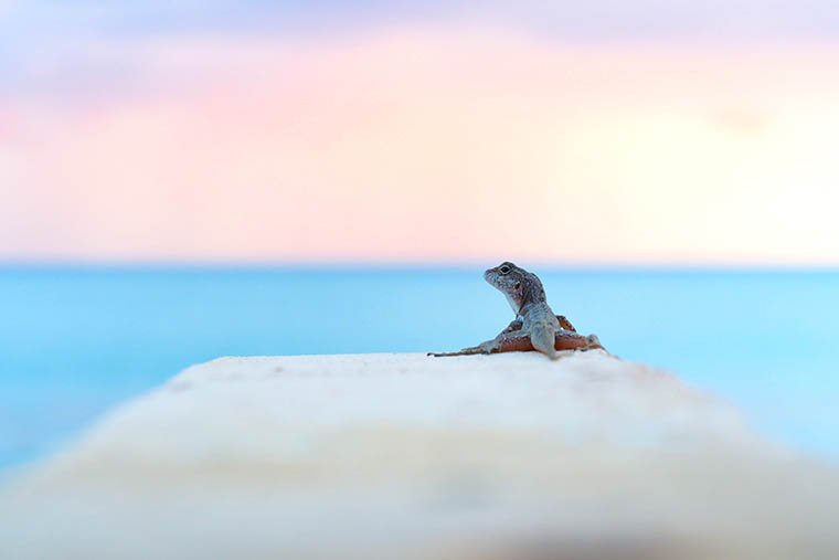 Anolis Cristatellus