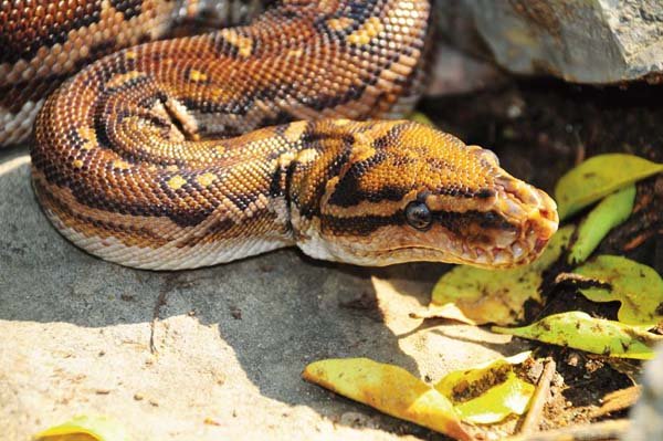 Angolan Python7