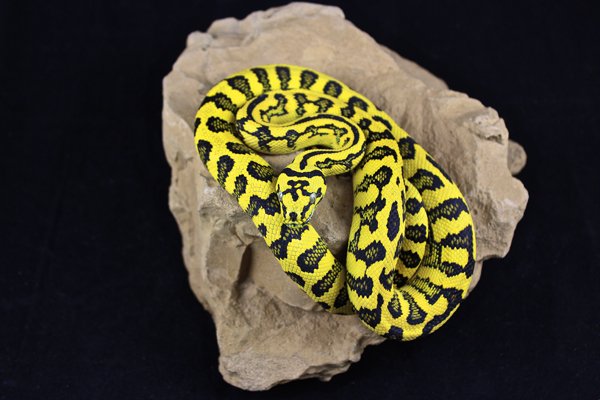 Carpet Python3