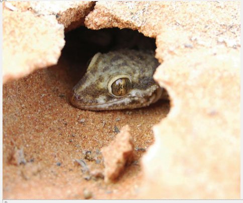Gecko