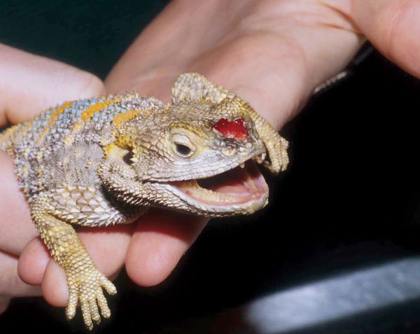 Beardie Nose Rub