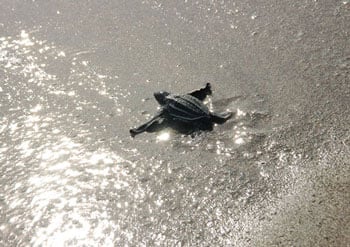 Seaturtle Hatchling350