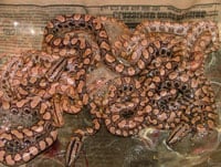 Rainbow Boas200