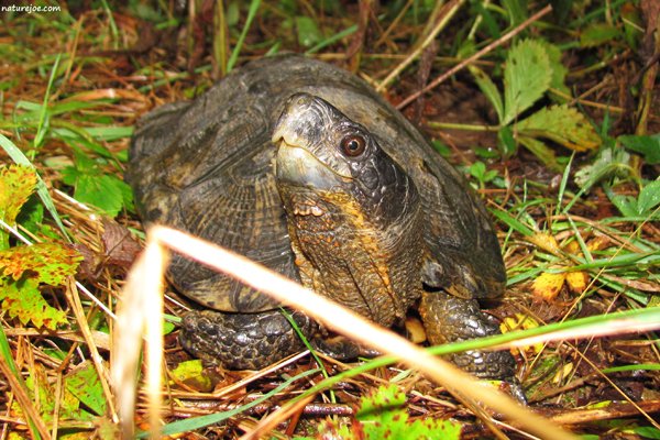 Wood Turtle Intro3