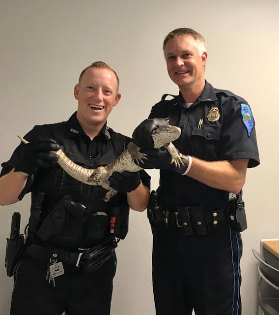 Lost Savanna Monitor 