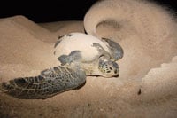 Greenturtle200
