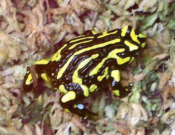 Corroboreefrog
