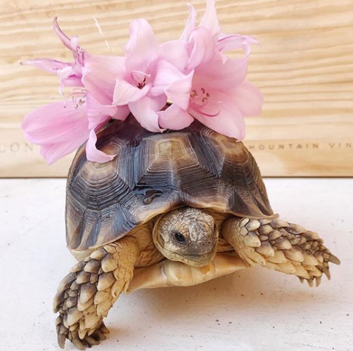 Sulcata Tortoise Ethel