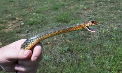 Caspian Whipsnake400