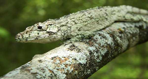 Anolis Landestoyi600