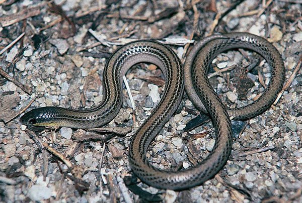 Striped Legless Lizard