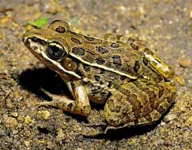 Mexico Herp01