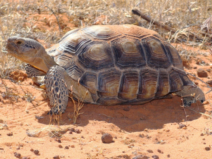Desert tortoise
