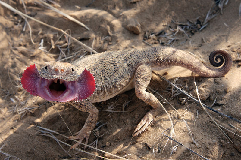 Phrynocephalus mystaceus.jpg