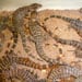 Tegu lizard