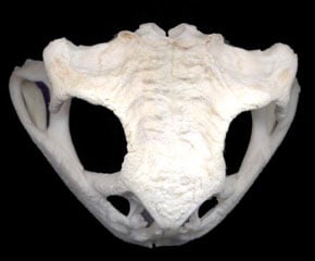 Mystery Skull Challenge